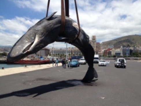 Cachalote varado el 6 de junio en Santa Cruz de Tenerife